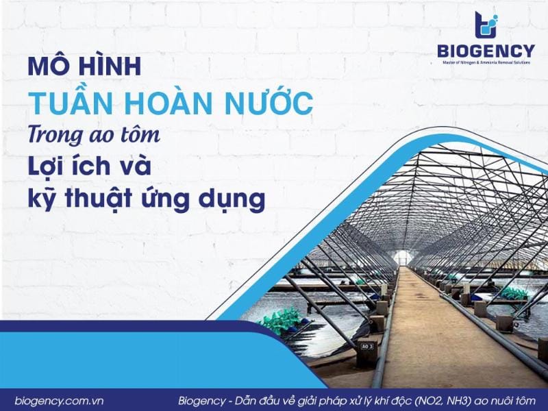 Mô hình nuôi trồng thủy sản tuần hoàn nước ngọt